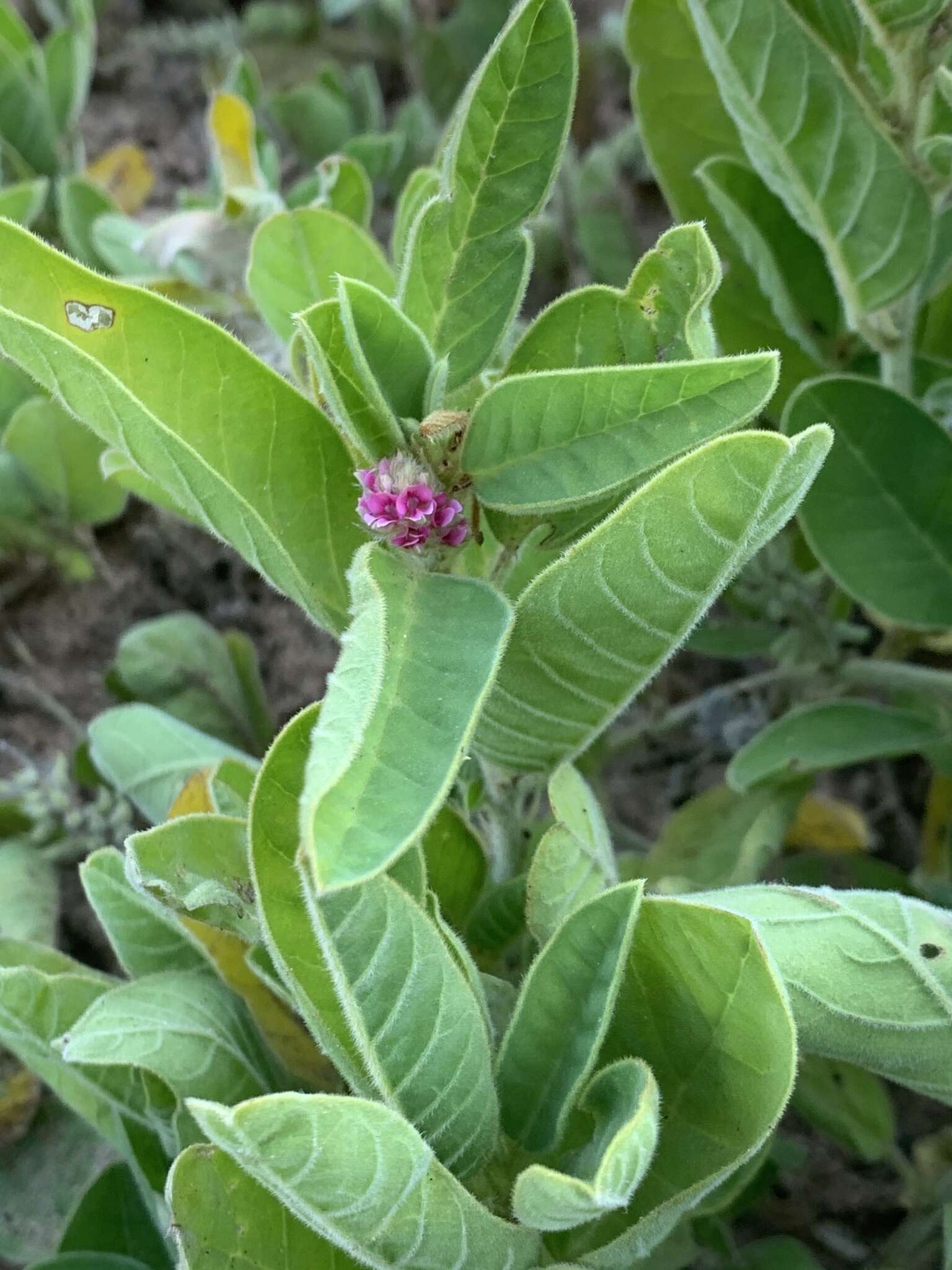 Plancia ëd Indigofera flavicans Baker