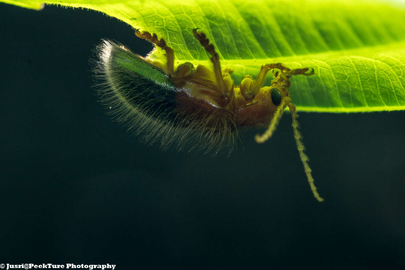 صورة Goniopleura auricoma