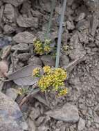 Image of Mt. Hamilton desertparsley