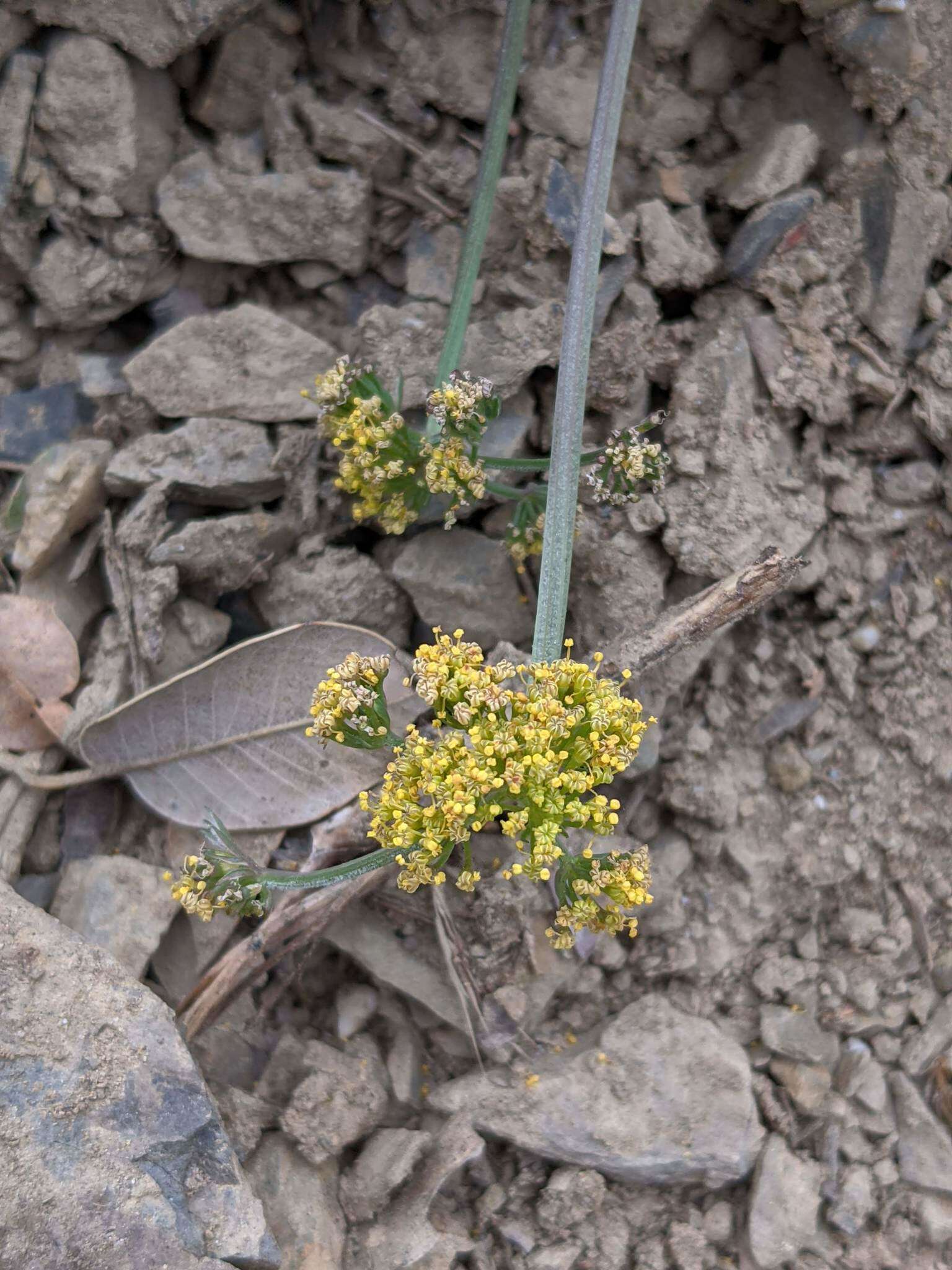 Imagem de Lomatium observatorium L. Constance & B. Ertter