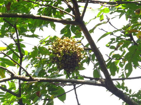 Слика од Rhus chinensis var. roxburghii (DC.) Rehd.