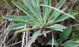 صورة Euphorbia bupleurifolia Jacq.