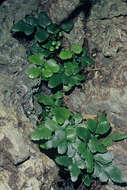 Image of Asplenium pauperequitum Brownsey & P. J. Jacks.