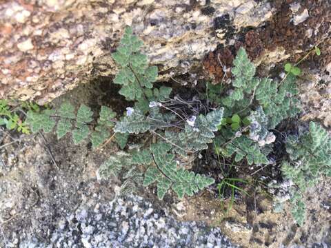 Image of Parry's lipfern