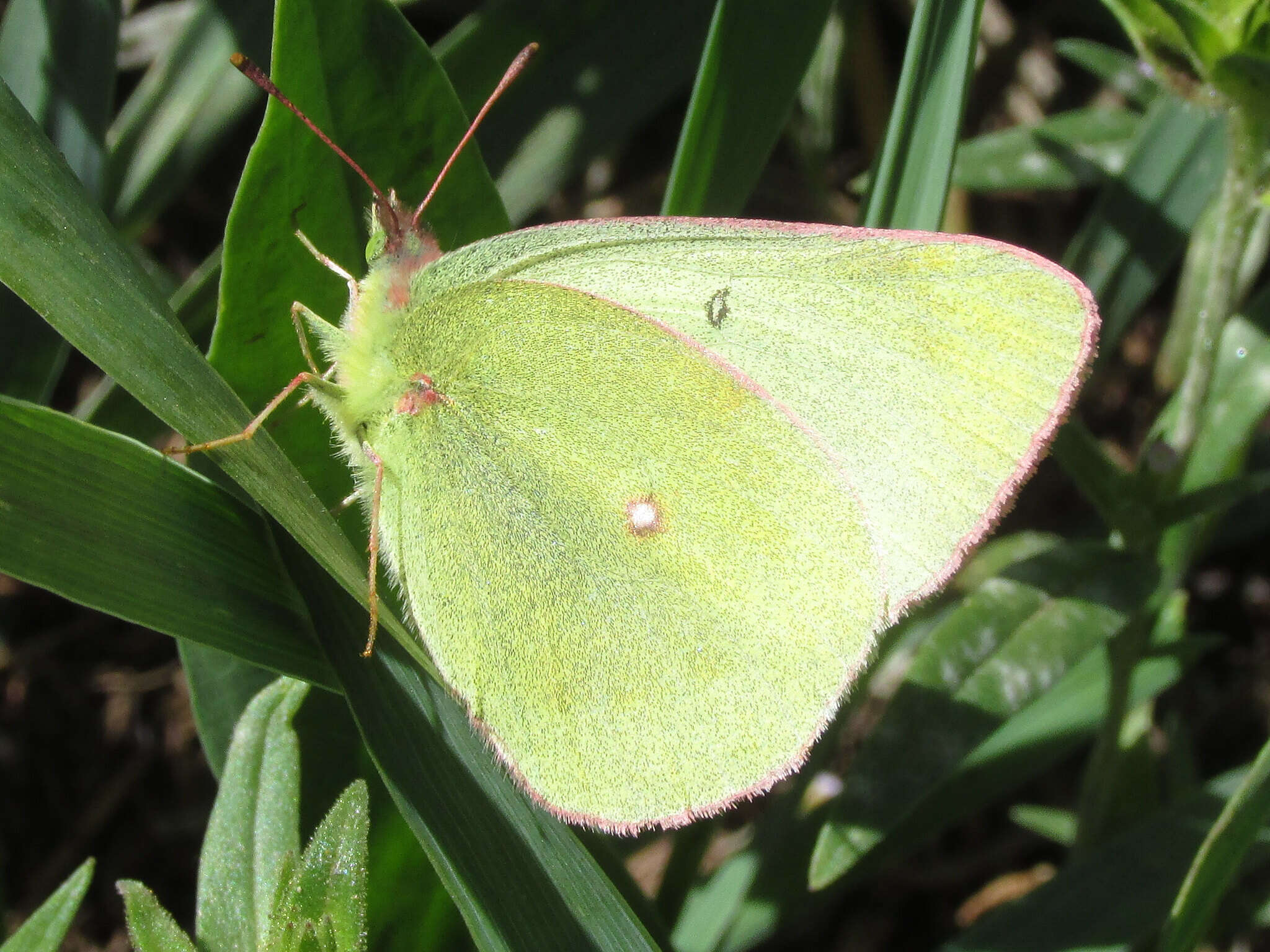 Image of Scudder's Sulphur