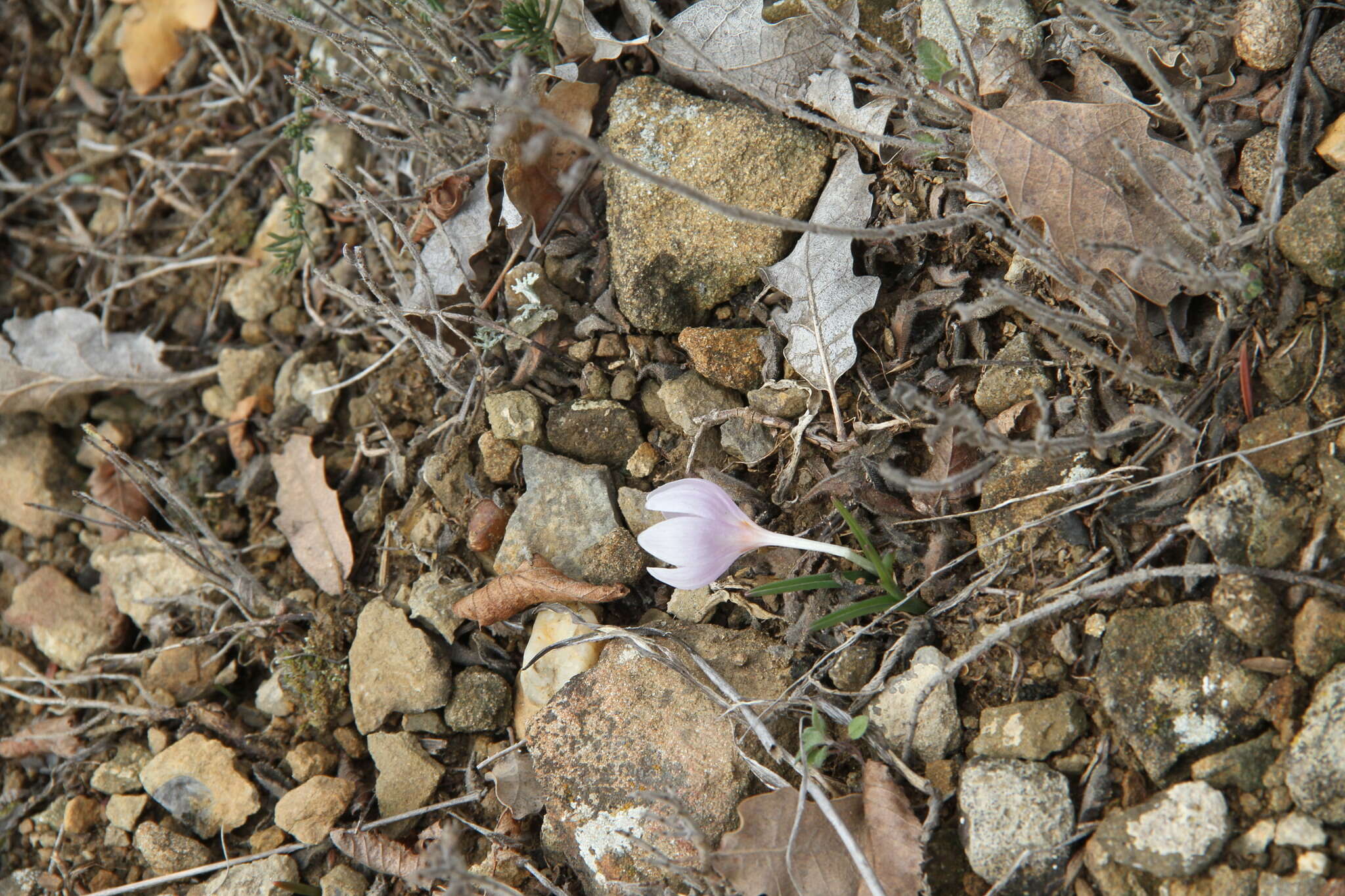 Image de Colchicum triphyllum Kunze