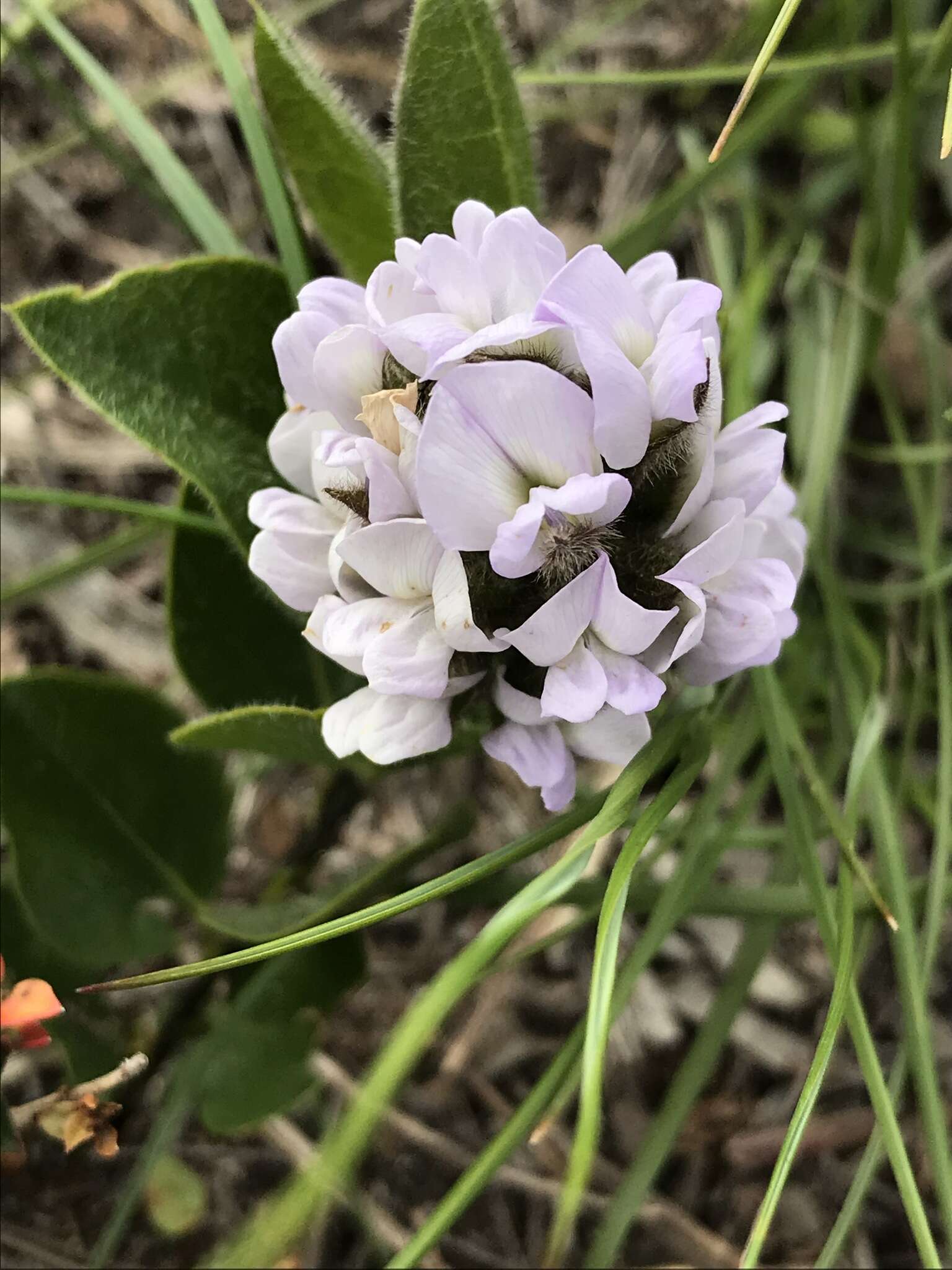 Plancia ëd Otholobium thomii (Harv.) C. H. Stirt.