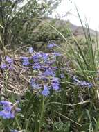 Image of Front Range beardtongue