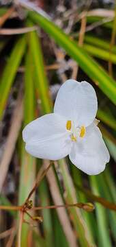 Image of Libertia grandiflora (R. Br.) Sweet