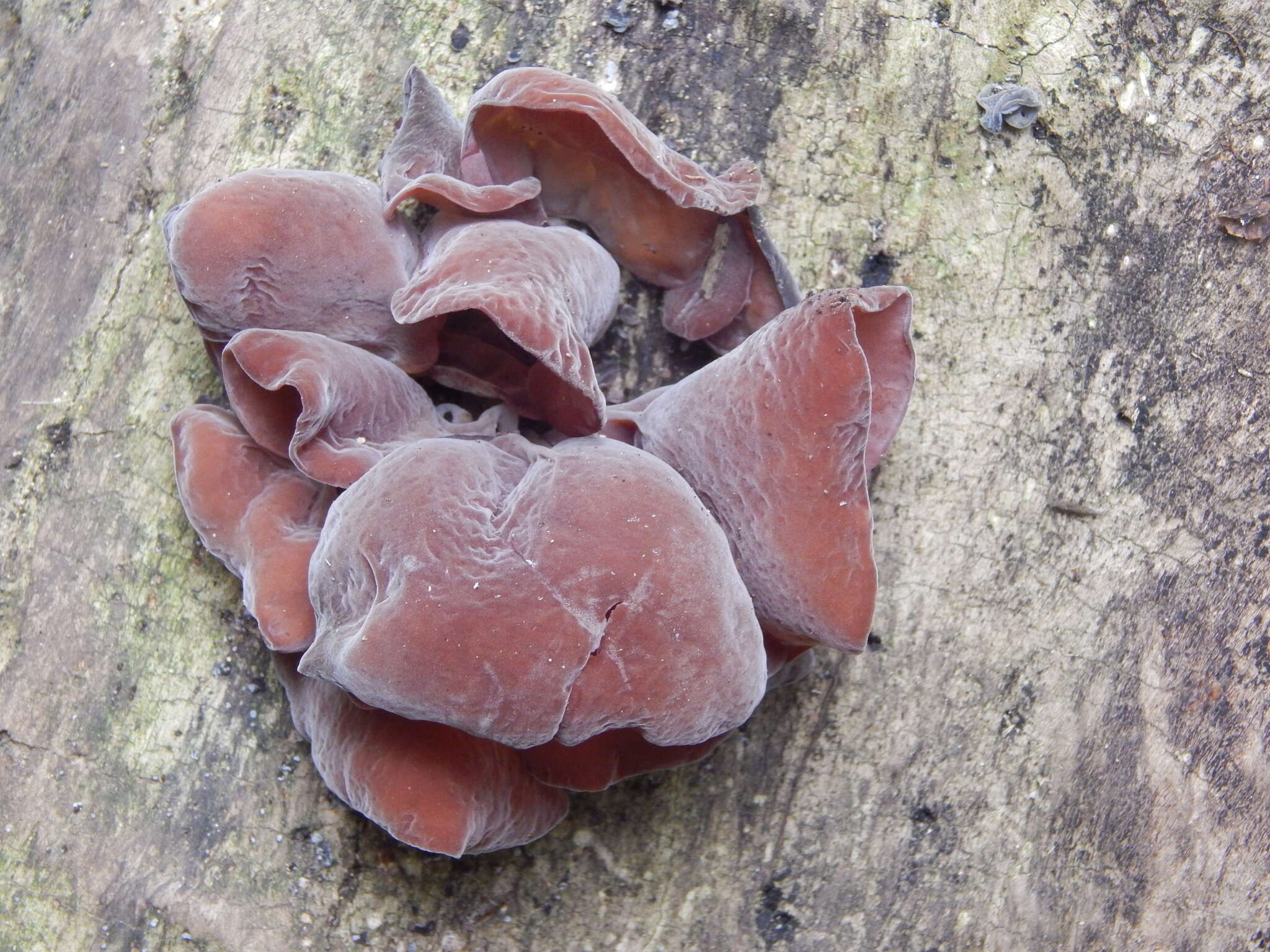 Image de Auricularia fuscosuccinea (Mont.) Henn. 1893