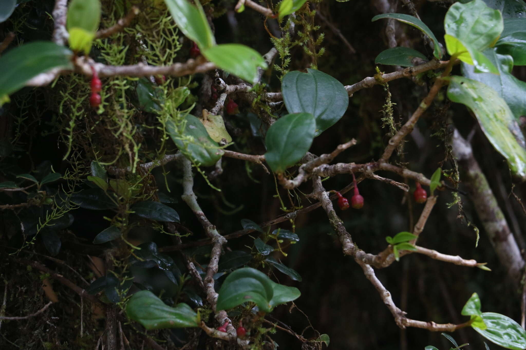 Image of Medinilla fuchsioides Gardn.