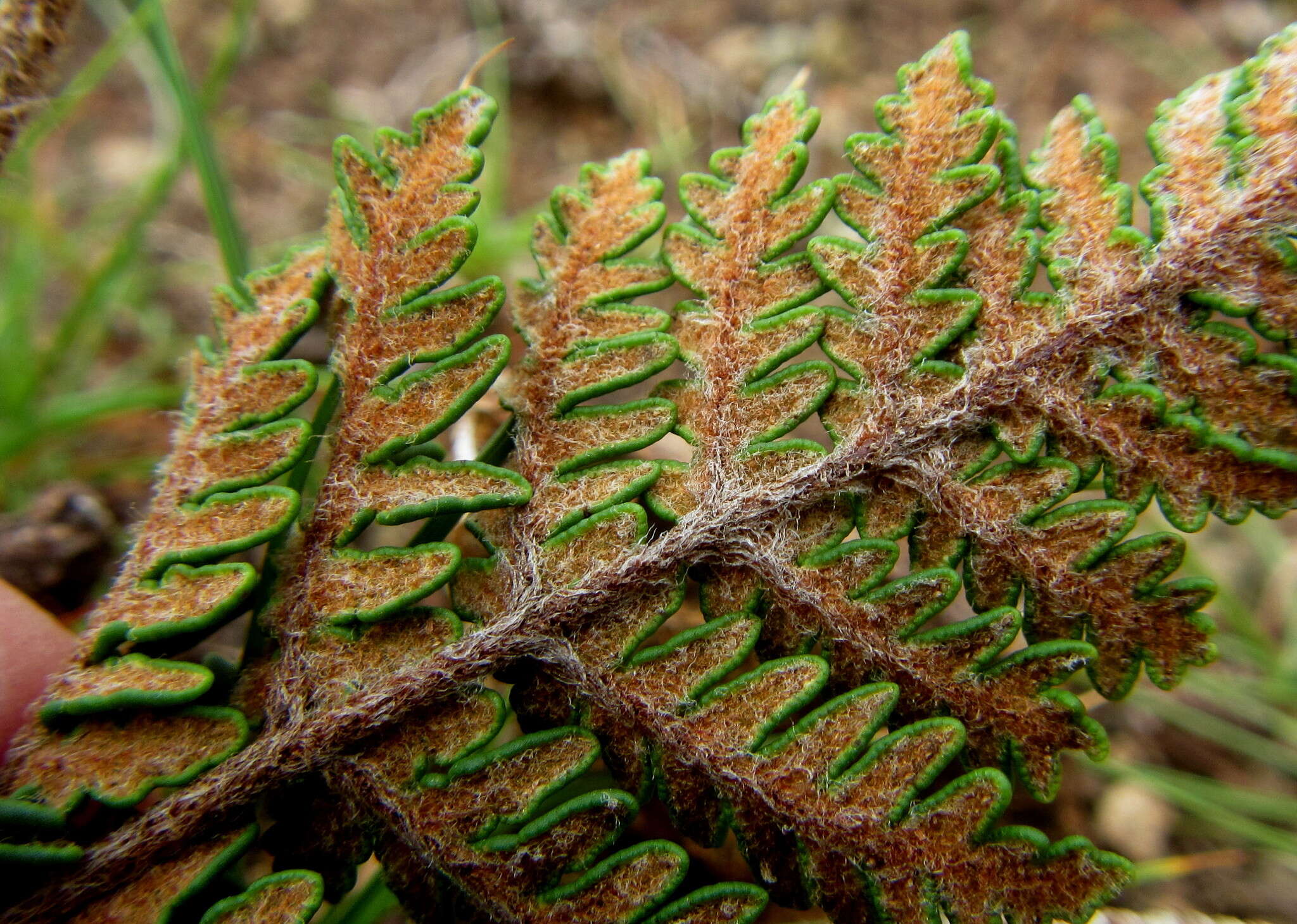 Plancia ëd Cheilanthes eckloniana (Kunze) Mett.