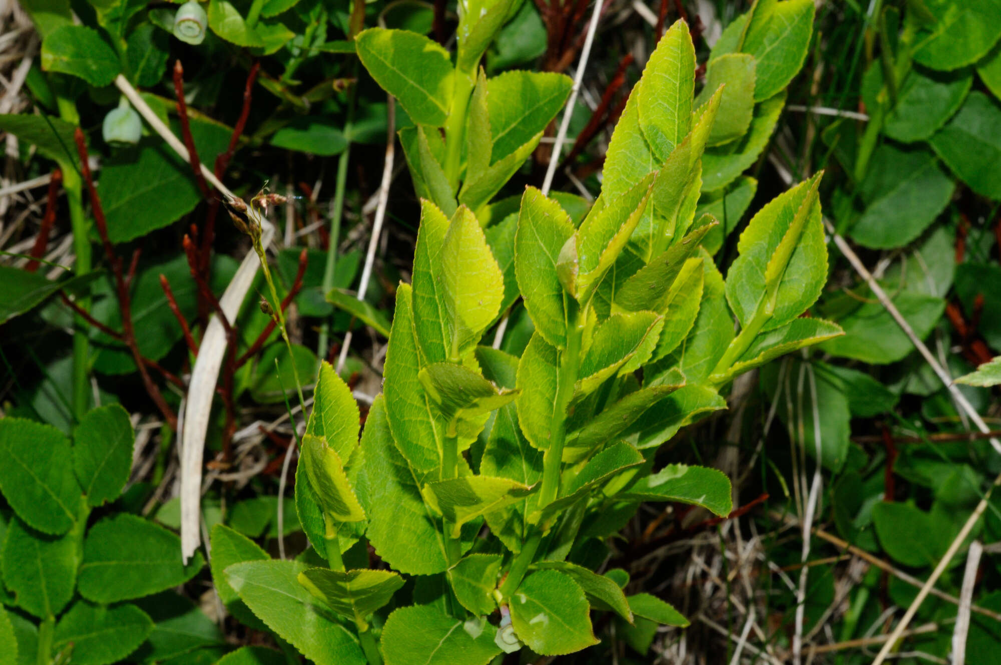 Image of bilberry