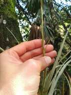 Image of leatherleaf airplant