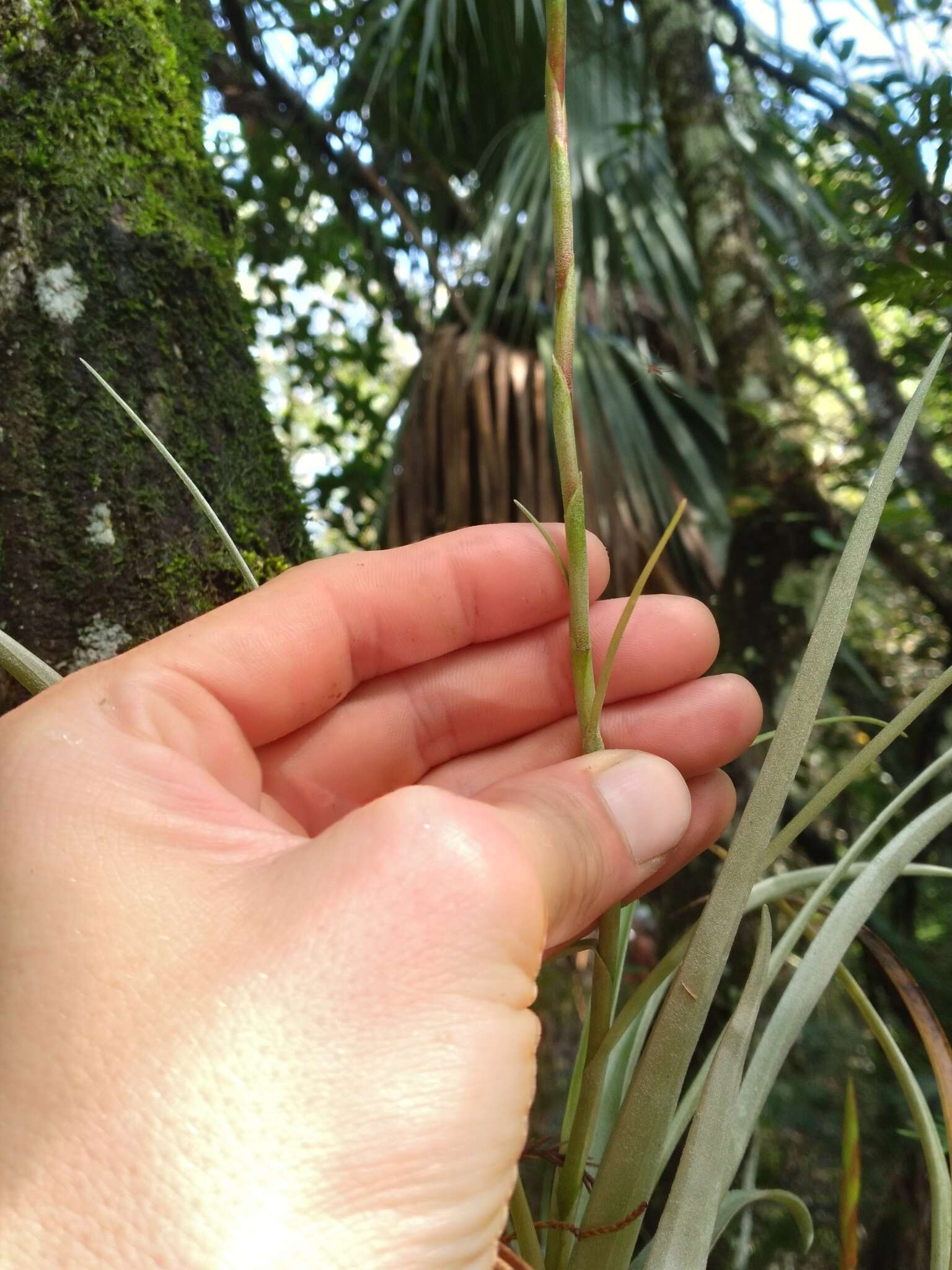 Image of leatherleaf airplant