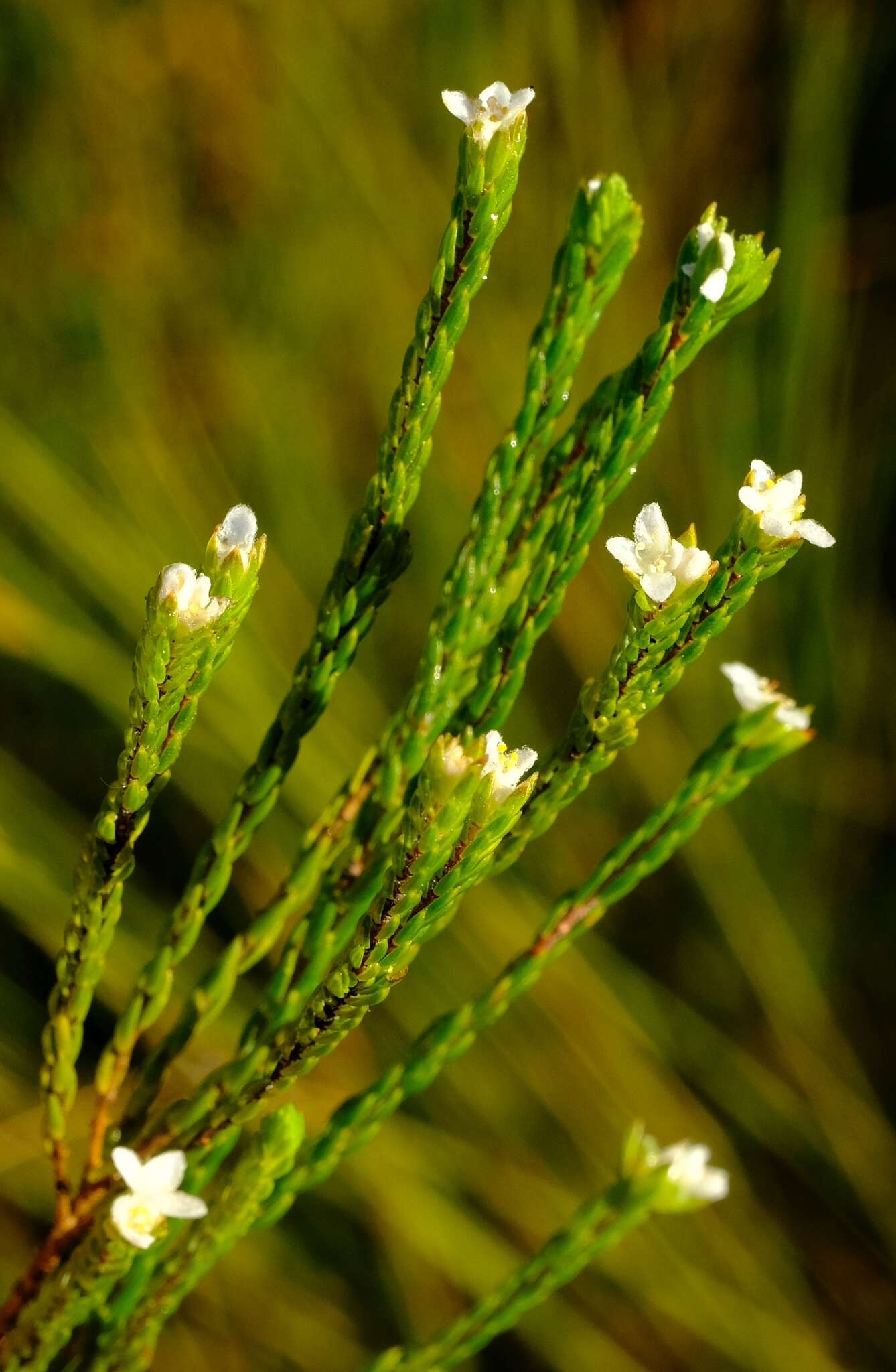 Image of Lachnaea ericoides Meissn.