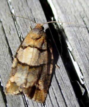 Image of Archips alberta McDunnough 1923