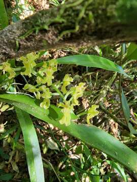 Image of Gomesa planifolia (Lindl.) Klotzsch ex Rchb. fil.