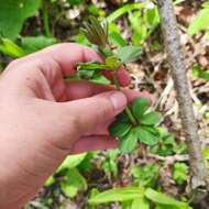 Plancia ëd Galium maximowiczii (Kom.) Pobed.