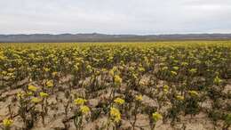 Image of Jared's pepperweed