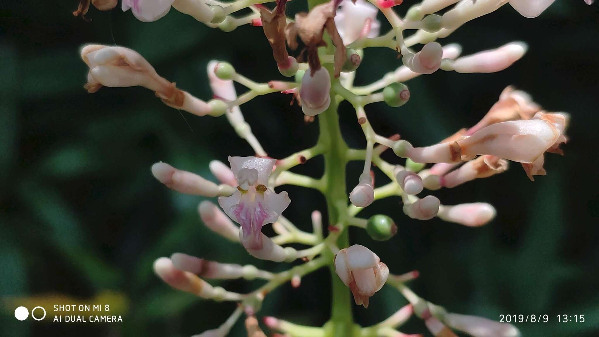 Image of Alpinia aquatica (Retz.) Roscoe