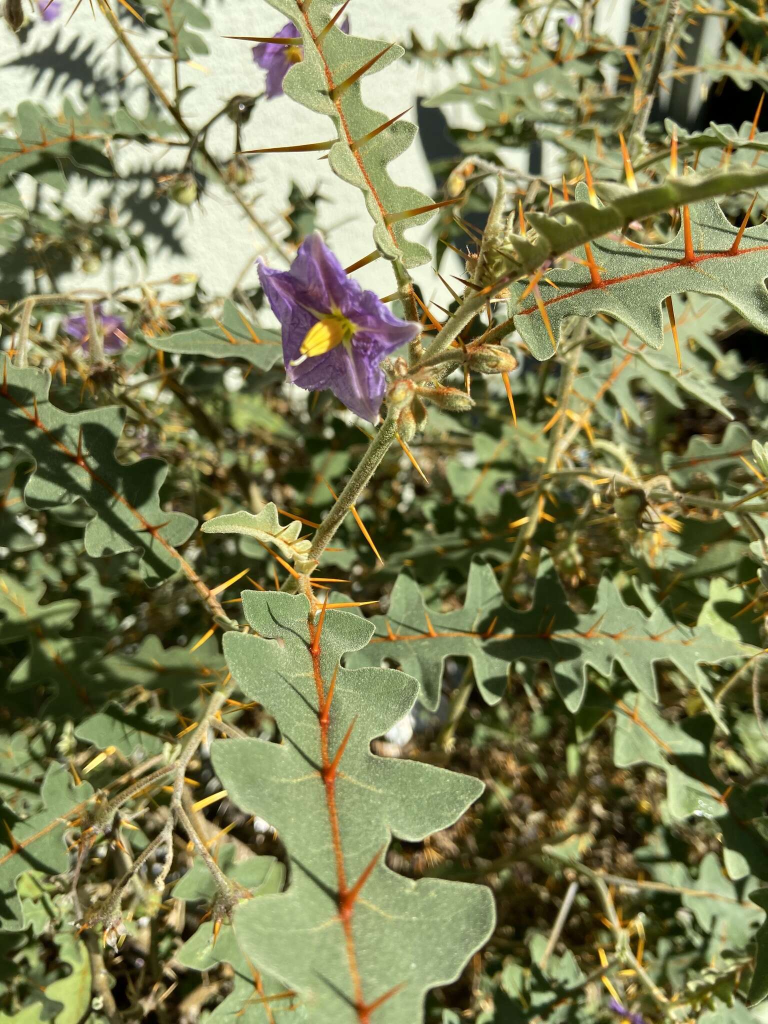 Image of Orange-thorned nightshade