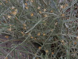 Image of <i>Hyalis <i>argentea</i></i> var. argentea