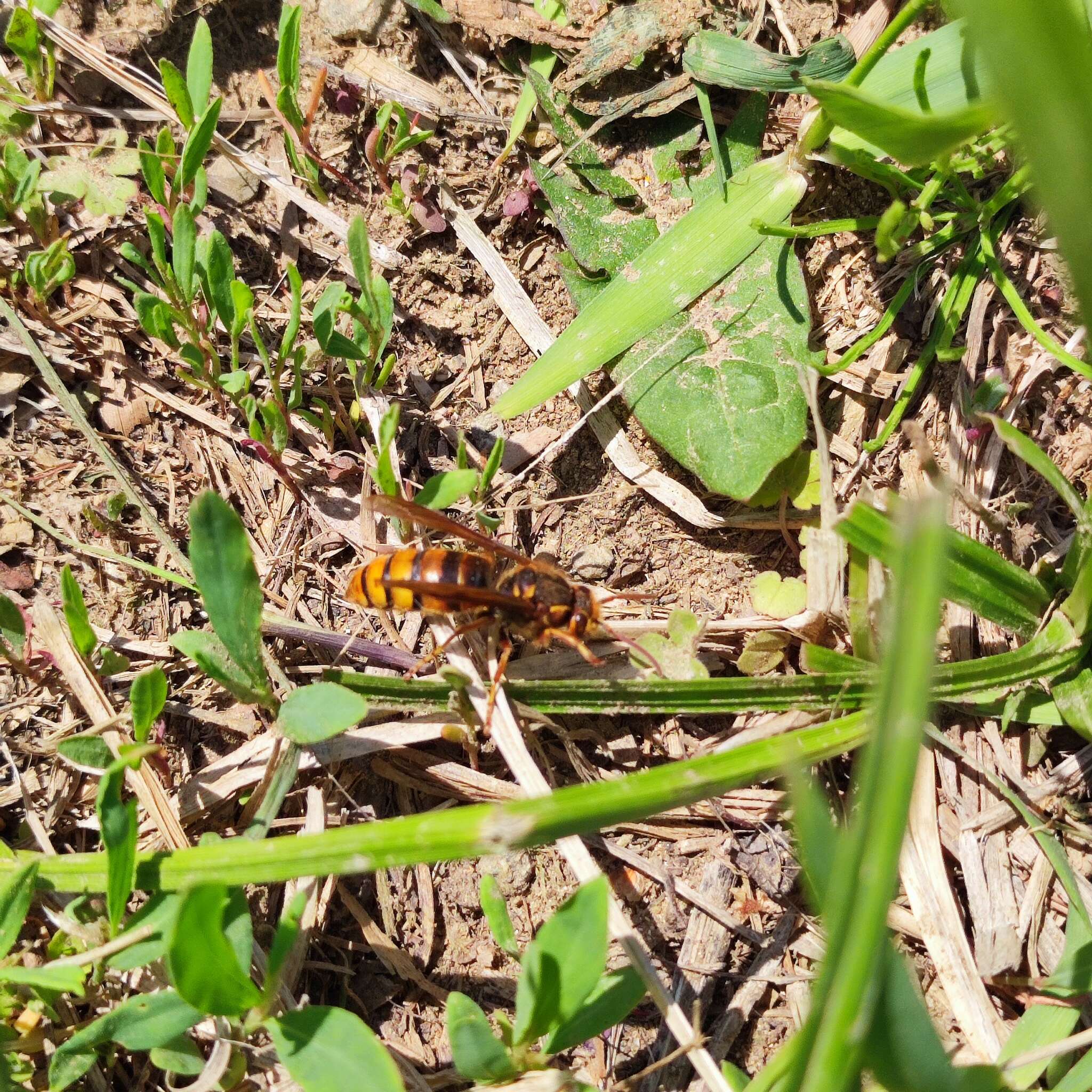 Image de Vespula koreensis (Rad. 1887)