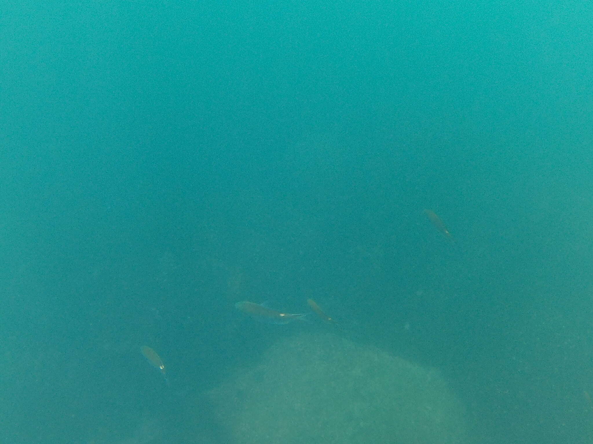 Image of Scissortail damselfish