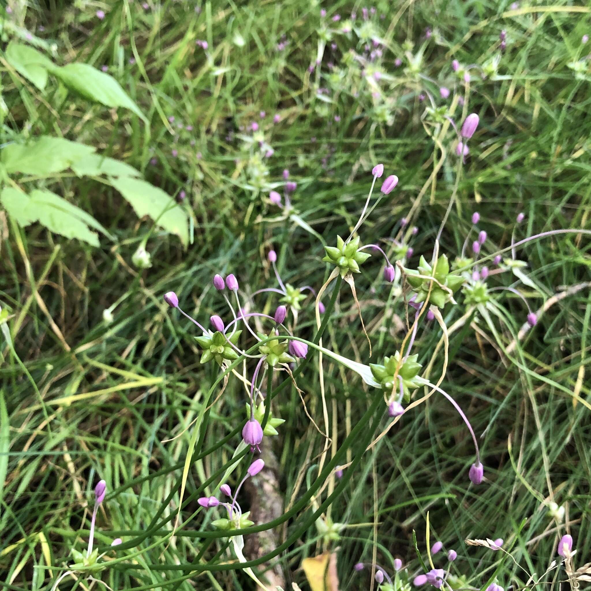 Image of Allium carinatum L.