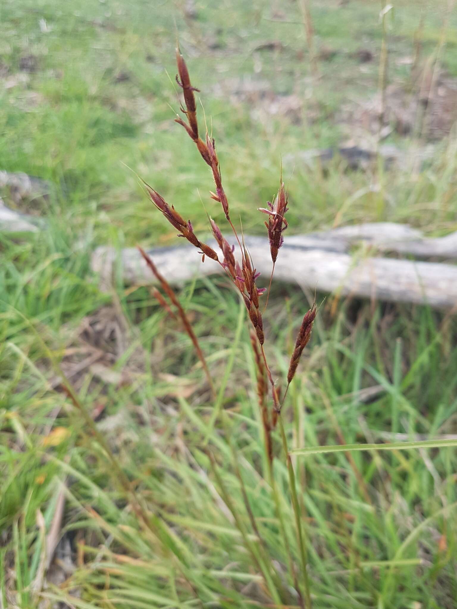 Sivun Sorghum leiocladum (Hack.) C. E. Hubb. kuva