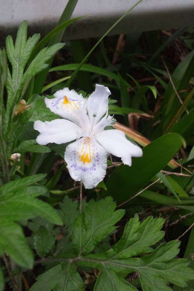 Sivun Iris japonica Thunb. kuva