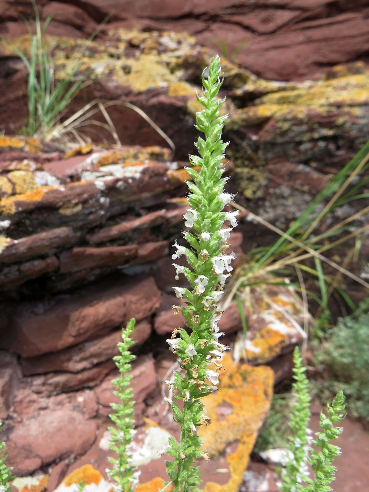 Image de Nepeta annua Pall.