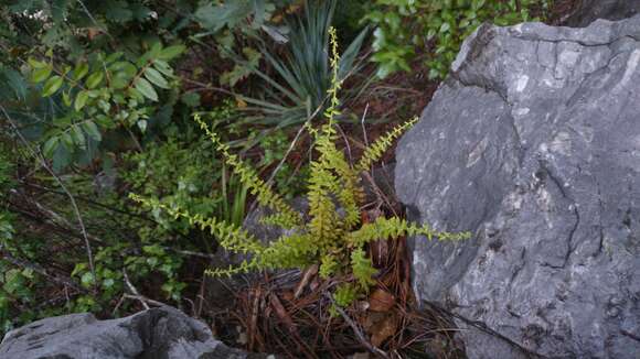 Image of Sedum calcicola Robinson & Greenm.