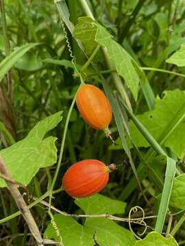 Image of Trichosanthes cochinchinensis (Lour.) M. Roem.