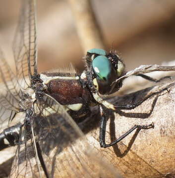 Image of Eusynthemis guttata (Selys 1871)