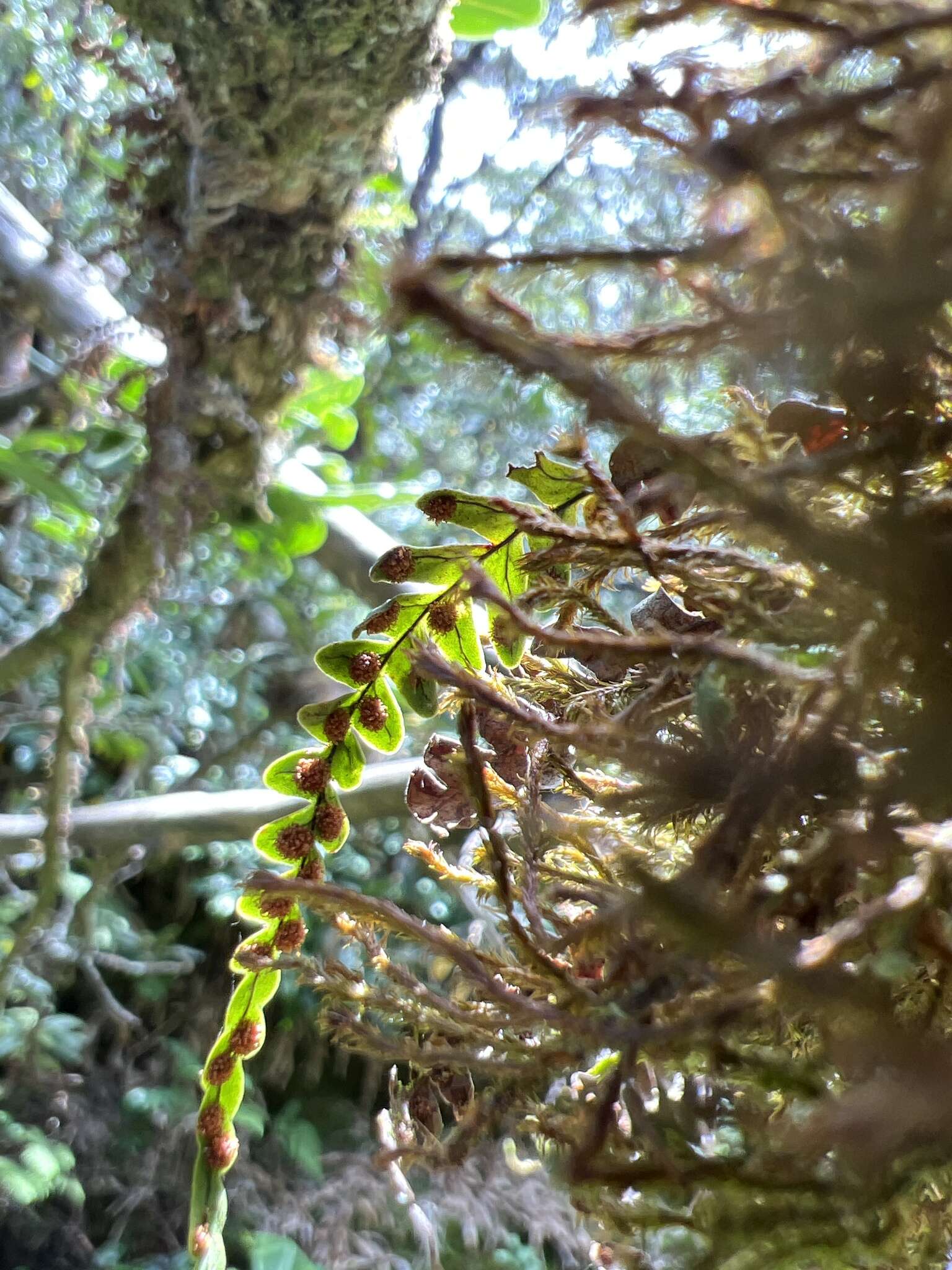 Image of Graceful Kihi Fern