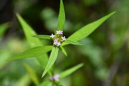 Image of Crusea longiflora (Roem. & Schult.) W. R. Anderson