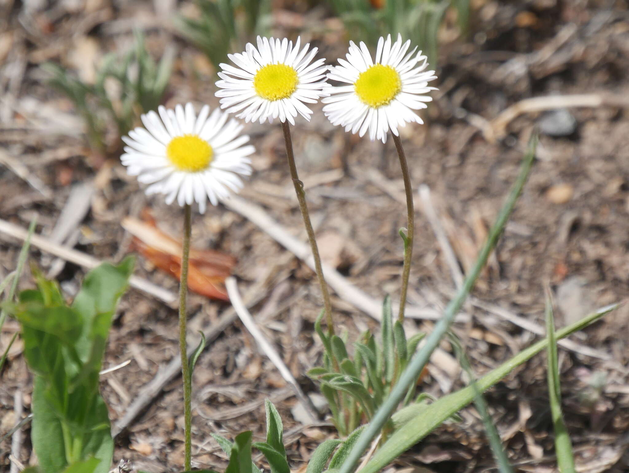 Image of Navajo fleabane