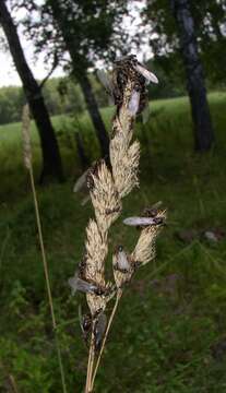 Image of Small black ant