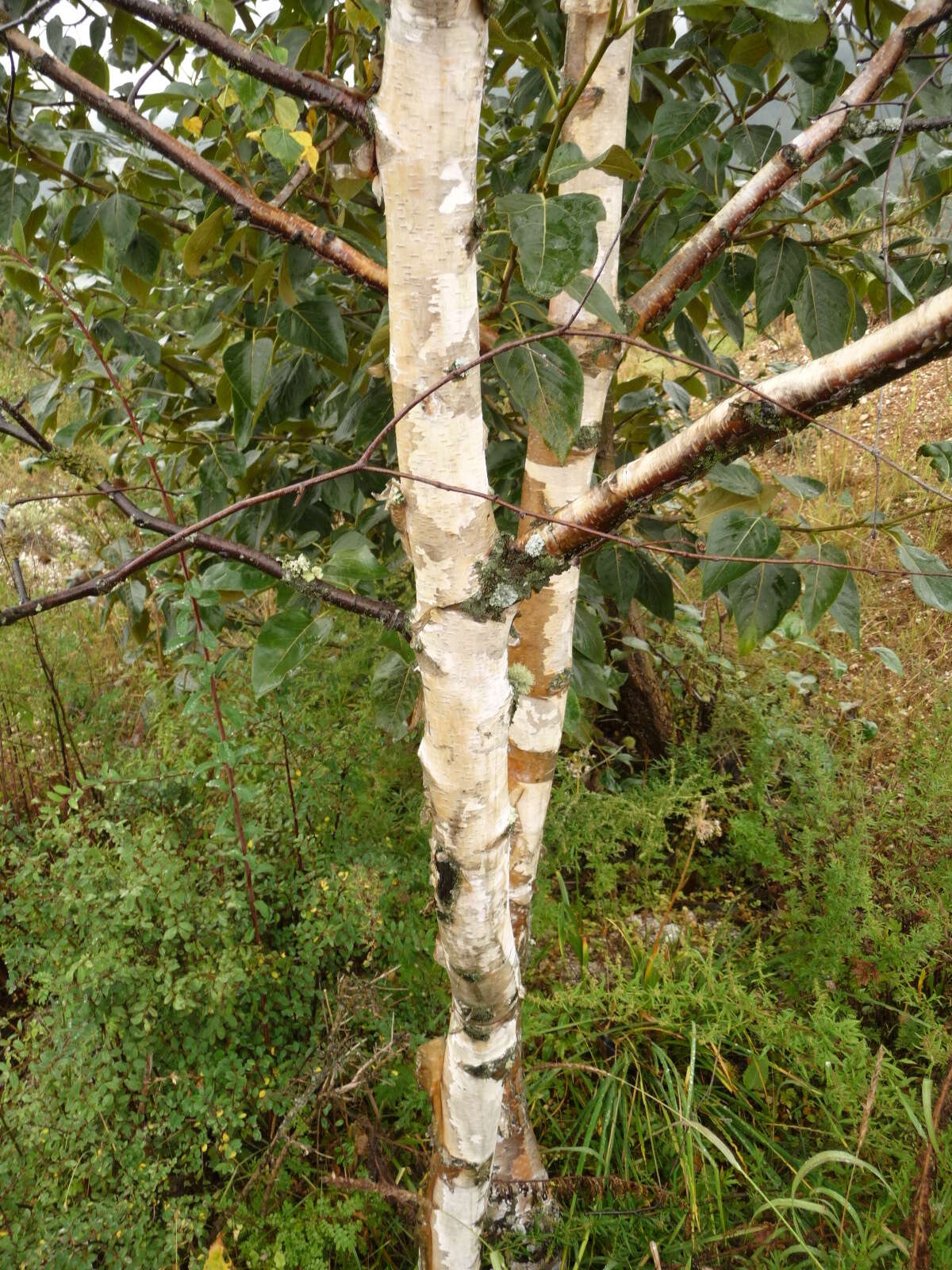 Image of Szechuan white birch