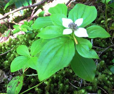 Image of western cordilleran bunchberry