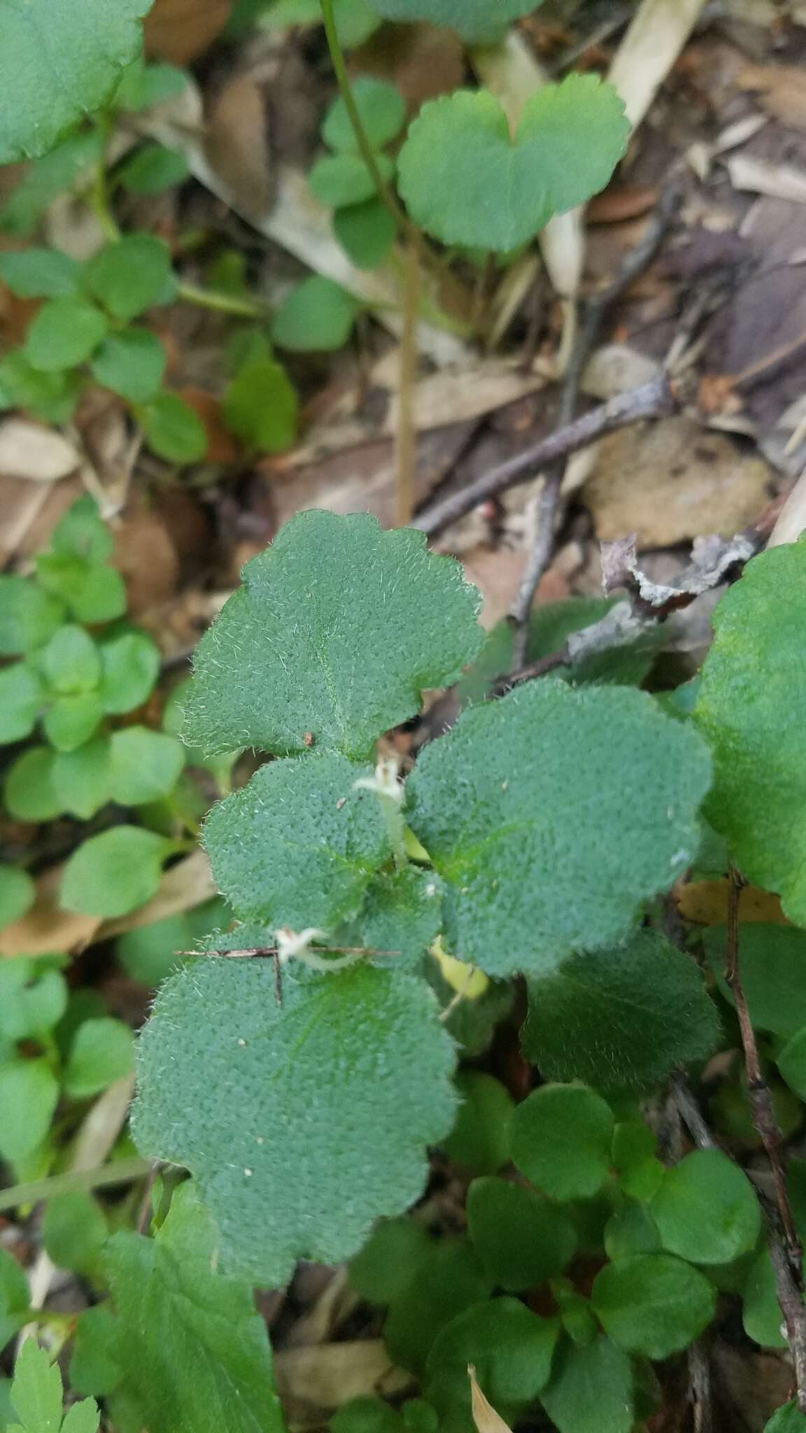 صورة Dysopsis glechomoides (A. Rich.) Müll. Arg.