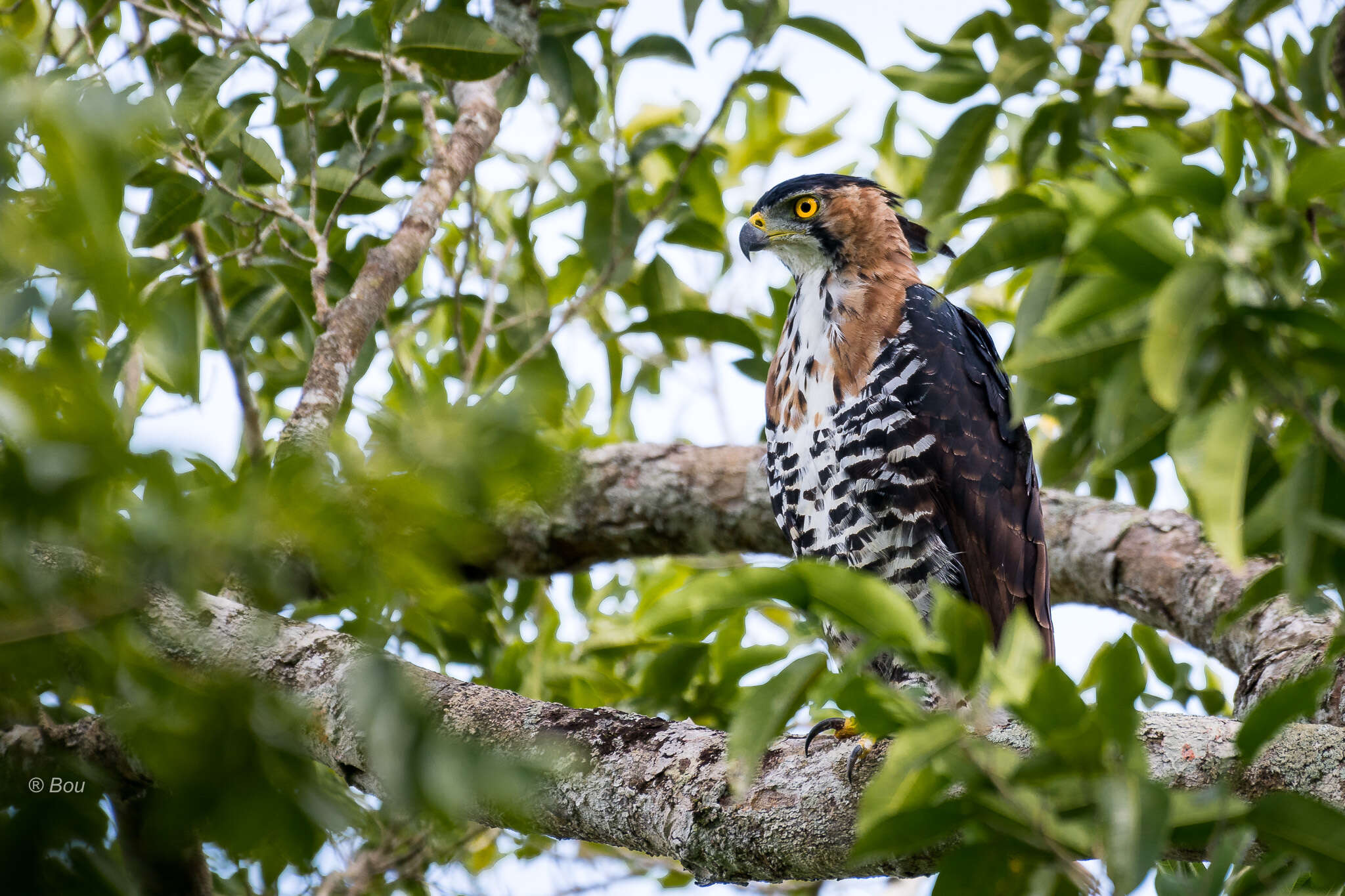 Spizaetus ornatus (Daudin 1800) resmi