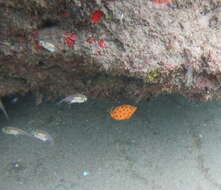 Image of Yellow boxfish