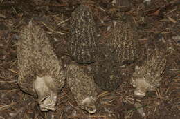 Image de Morchella tomentosa M. Kuo 2008