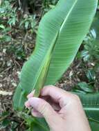 Image of Shining False-Bird-of-Paradise