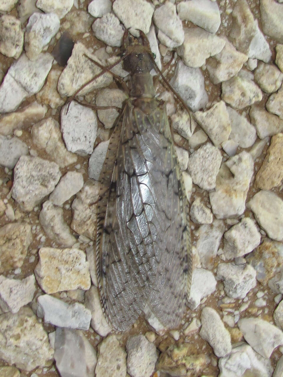 Image de Corydalus cornutus (Linnaeus 1758)