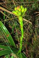 Image of Aloe craibii Gideon F. Sm.