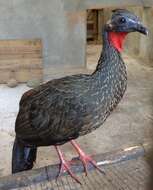 Image of Spix's Guan